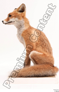 Fox  2 whole body 0009.jpg